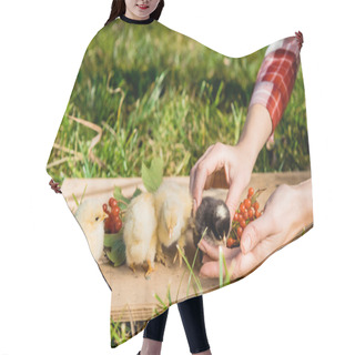 Personality  Partial View Of Female Farmer With Baby Chicks And Rowan On Wooden Board Outdoors Hair Cutting Cape