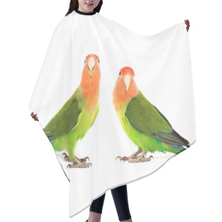 Personality  Two Lovebird On A White Hair Cutting Cape