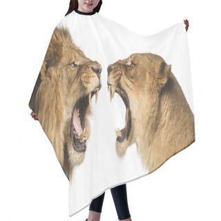 Personality  Close-up Of A Lion And Lioness Roaring At Each Other Hair Cutting Cape