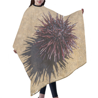 Personality  Urchin At The Coast Line.The Calm Sea At The Background. Hair Cutting Cape