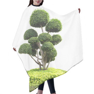 Personality  Bonsai Tree In Garden Isolated On White Hair Cutting Cape