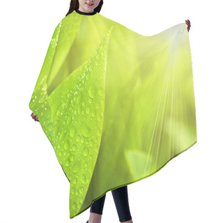 Personality  Gardens Grass With The Lilies Hair Cutting Cape