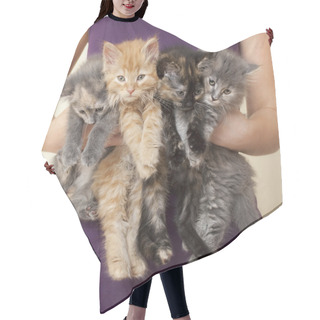 Personality  Four Kittens Being Held By Woman Hair Cutting Cape