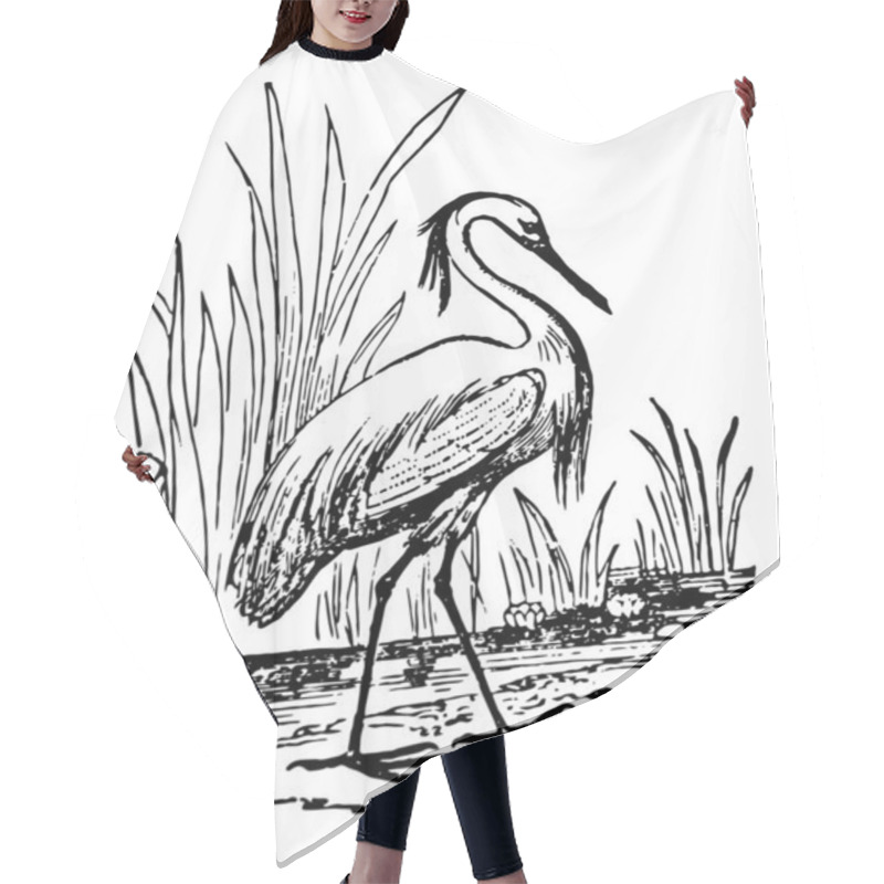 Personality  Egret have the feathers on the lower part of the back lengthened, vintage line drawing or engraving illustration. hair cutting cape