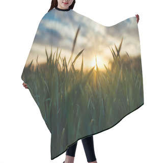 Personality  View Of The Sunset Through The Leaves Of Green Grass. Blue Sky Turning Golden. Shallow Depth Of Field. Sun Rays. Green Grass Leaves. Hair Cutting Cape