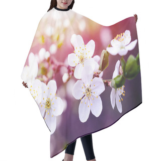 Personality  Cherry Tree Blossoms. White Spring Flowers Close-up. Soft Focus Spring Seasonal Background. Hair Cutting Cape