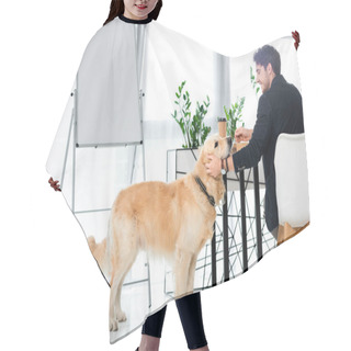 Personality  Back View Of Smiling Businessman Sitting At Table And Stroking Golden Retriever Sitting On Floor  Hair Cutting Cape