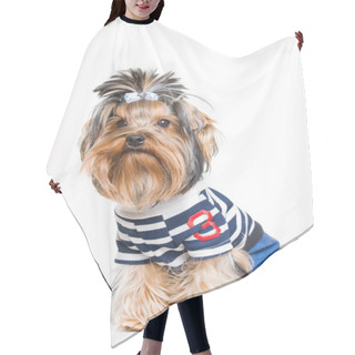 Personality  Cute Yorkshire Terrier In Pullover Hair Cutting Cape