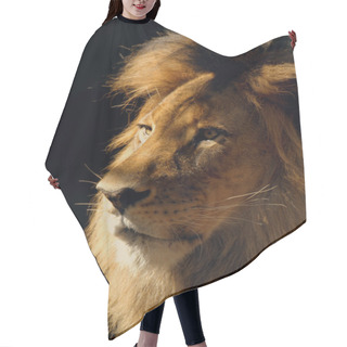 Personality  Lion Male Close-up Hair Cutting Cape