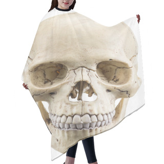 Personality  Skull Model Isolated On A White Background. Hair Cutting Cape
