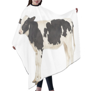 Personality  Veal, 8 Months Old, In Front Of White Background Hair Cutting Cape