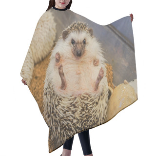 Personality  Cute Image Of Hedgehog (Four-toed Hedgehog) Hair Cutting Cape