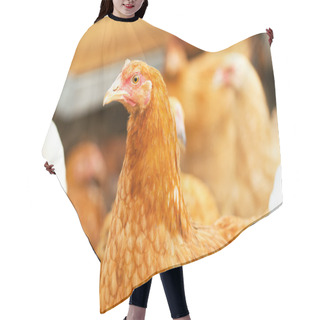 Personality  Walking Hens Hair Cutting Cape
