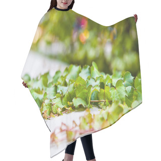 Personality  Green Ivy Hair Cutting Cape