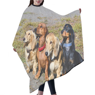 Personality  Dachshund Family. Hair Cutting Cape