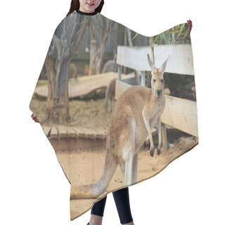 Personality  Funny And Strong Kangaroo Is Playing Outdoor. Selected Focus. Hair Cutting Cape