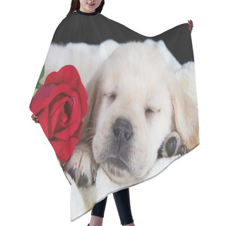 Personality  Labrador Puppy Sleeping On Blanket With Red Rose Hair Cutting Cape