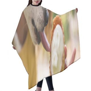 Personality  Horizontal Image Of Jack Russell Terrier Dog Licking Tasty Ice Cream Hair Cutting Cape