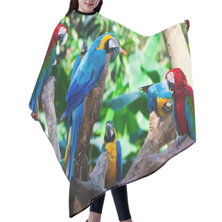 Personality  Group Parrots Hair Cutting Cape