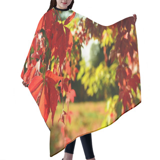 Personality  Red Virginia Creeper In Autumn Hair Cutting Cape