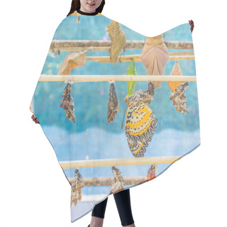 Personality  Image Of Butterfly Pupa Hang On Wooden Stick . Hair Cutting Cape