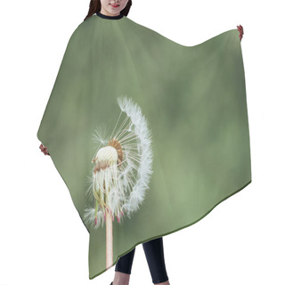 Personality  Close Up View Of Fluffy Fragile Dandelion On Blurred Green Background Hair Cutting Cape