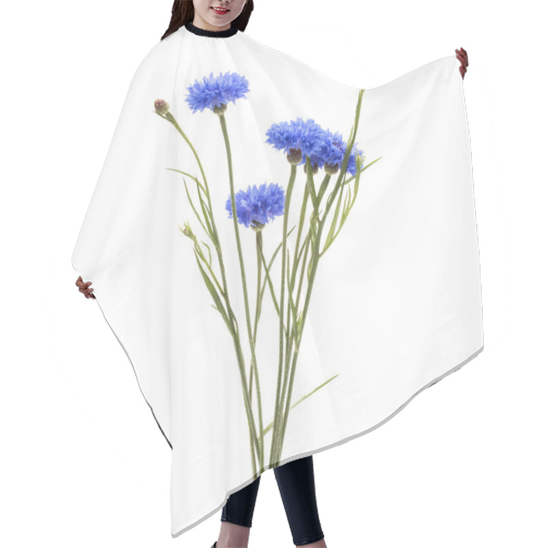 Personality  Blue Cornflower Herb or bachelor button flower bouquet isolated on white background cutout hair cutting cape