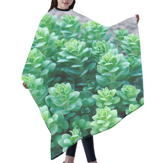 Personality  Sedum Plant Also Known As Stonecrop Or Crassula In A Flowerbed Hair Cutting Cape