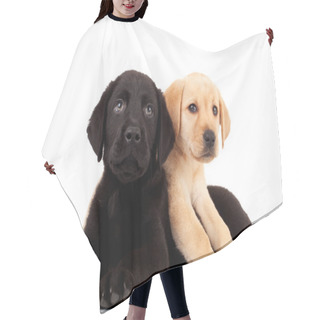 Personality  Two Cute Labrador Puppies Hair Cutting Cape