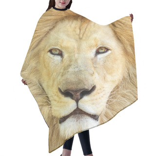 Personality  Portrait Of White African Male Lion Hair Cutting Cape