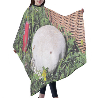 Personality  Giant Puffball Mushroom Besides Wicker Basket And A Knife Hair Cutting Cape