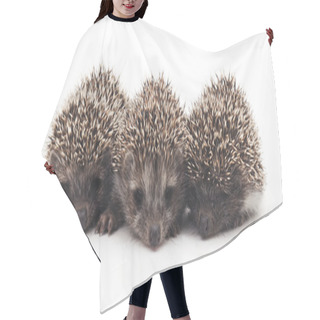 Personality  Three Little Hedgehogs. Hair Cutting Cape