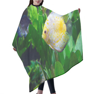 Personality  Amazon River Basin Discus Hair Cutting Cape