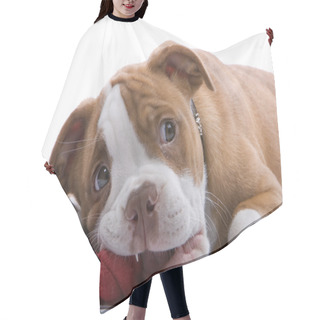 Personality  Puppy Boxer Hair Cutting Cape