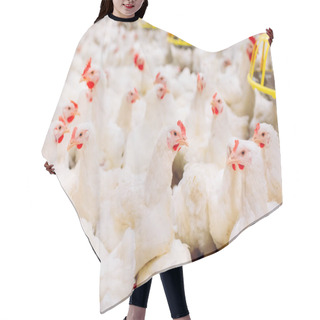 Personality  Indoors Chicken Farm, Chicken Feeding, Farm For Growing Broiler Chickens Hair Cutting Cape