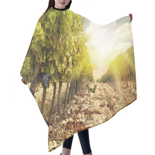 Personality  Vineyards At Sunset In Autumn Harvest. Hair Cutting Cape