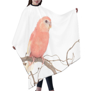Personality  Bourke Parrot In Front Of White Background Hair Cutting Cape