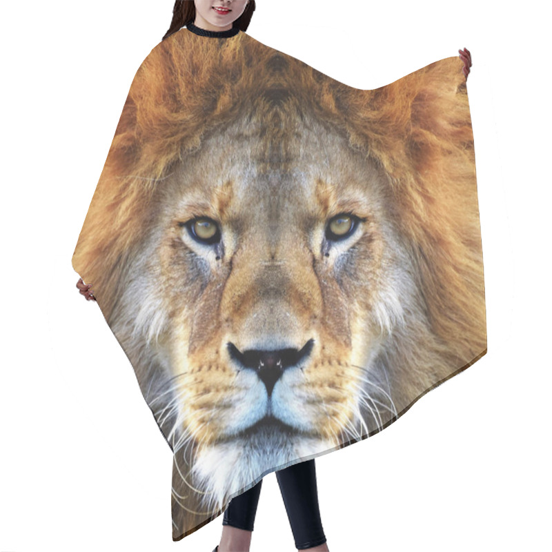 Personality  Closeup Beautiful Portrait Of An African Lion. Hair Cutting Cape