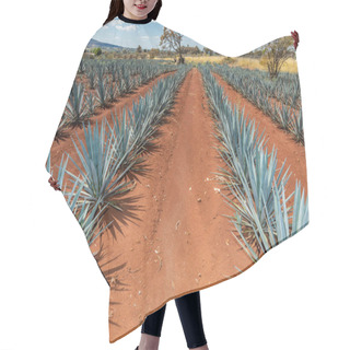 Personality  Landscape Of Agave Plants To Produce Tequila. Mexico. Hair Cutting Cape