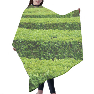 Personality  Boxwood Hedge (Buxus Sempervirens) Hair Cutting Cape