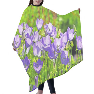 Personality  Decorative Garden Plant Carpathian Bellflower ( Campanula Carpat Hair Cutting Cape