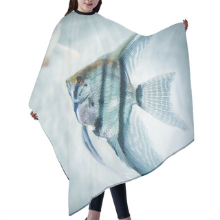 Personality  Close Shot Of A Triangle Angel Fish Hair Cutting Cape