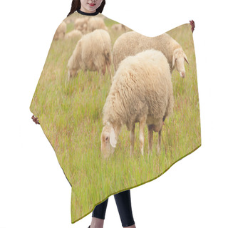 Personality  Sheep Grazing In Meadow Hair Cutting Cape