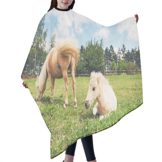 Personality  Miniature Horse On The Pasture Hair Cutting Cape