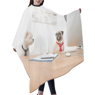 Personality  Business Dogs In Office Hair Cutting Cape