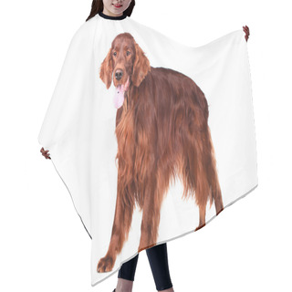 Personality  Irish Red Setter On White Background Hair Cutting Cape