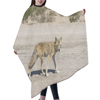 Personality  Coyote In Death Valley  Hair Cutting Cape