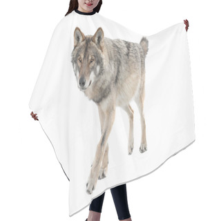 Personality  Running Gray Wolf Isolated On A White Background. Hair Cutting Cape