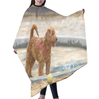Personality  Miniature Golden Doodle In Splash Pool Hair Cutting Cape