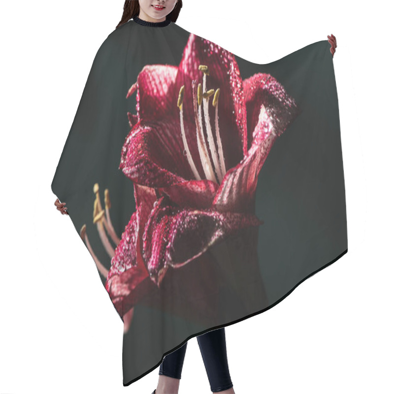 Personality  red lily flowers with water drops isolated on black hair cutting cape